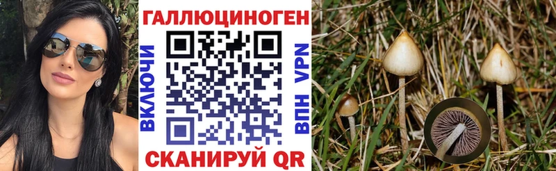 где купить   Вязники  Галлюциногенные грибы MAGIC MUSHROOMS 