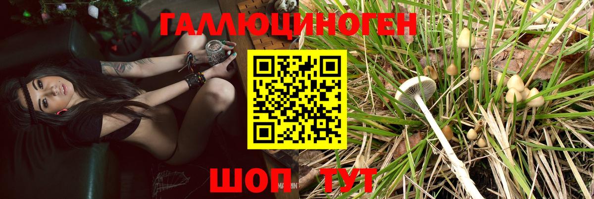 Псилоцибиновые грибы Cubensis Вязники